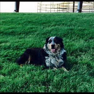 Meet your Posher, Bailey